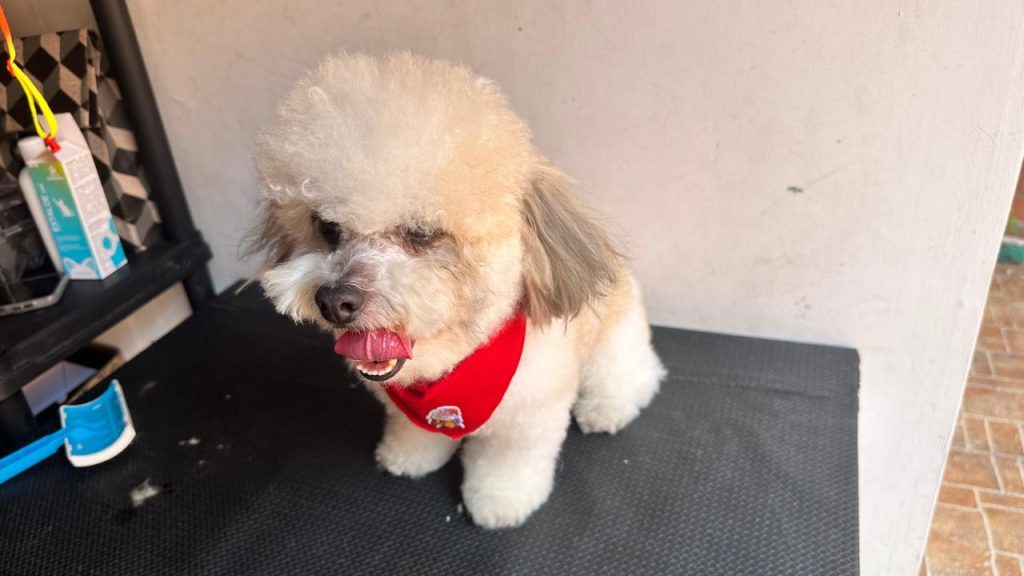 pets-clinical-centro-medico-veterinario-palmira-5